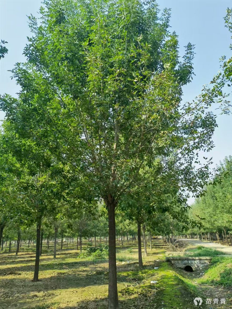 16公分白蜡价格
