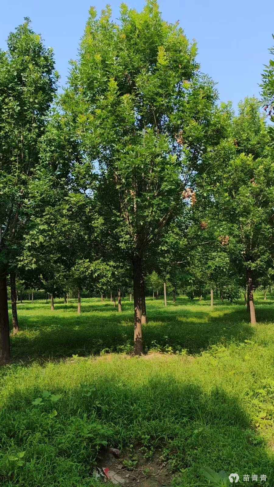15公分白蜡价格