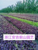 紫葉酢漿草圖片