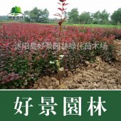 红叶小檗图片