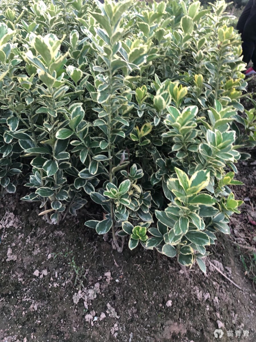 金边黄杨小毛球 高50cm