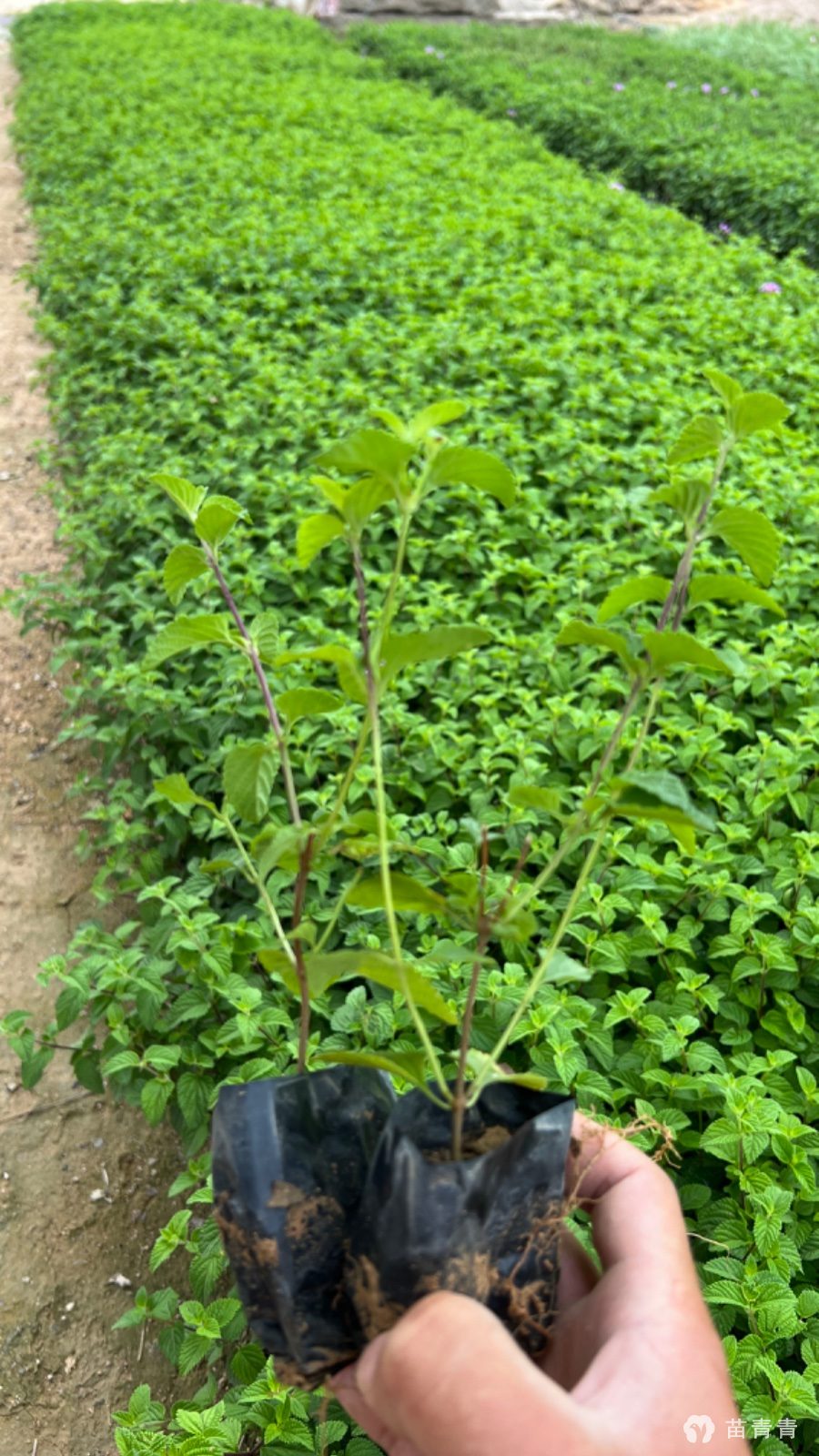 紫花马樱丹 紫花马樱丹价格 高15cm0 25元 漳州市建清园艺有限公司 苗青青app 青青花木网