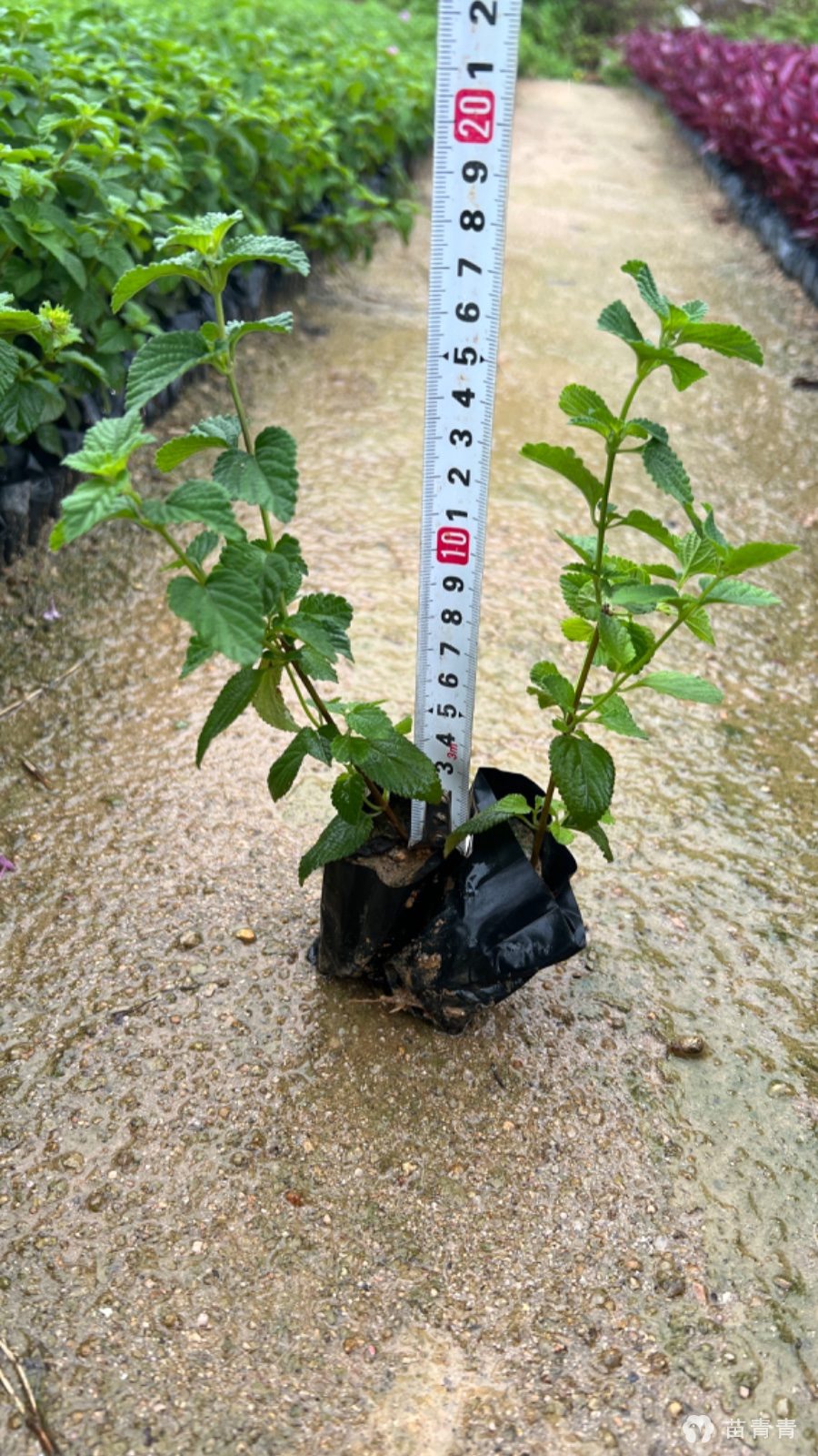 紫花马樱丹 紫花马樱丹价格 高15cm0 25元 漳州市建清园艺有限公司 苗青青app 青青花木网