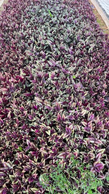 紫叶吊竹梅图片