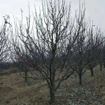 八棱海棠树图片
