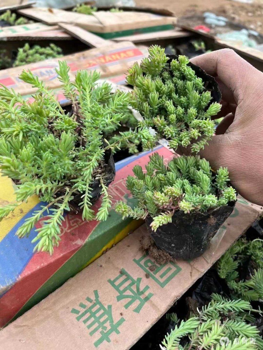 薄雪万年草