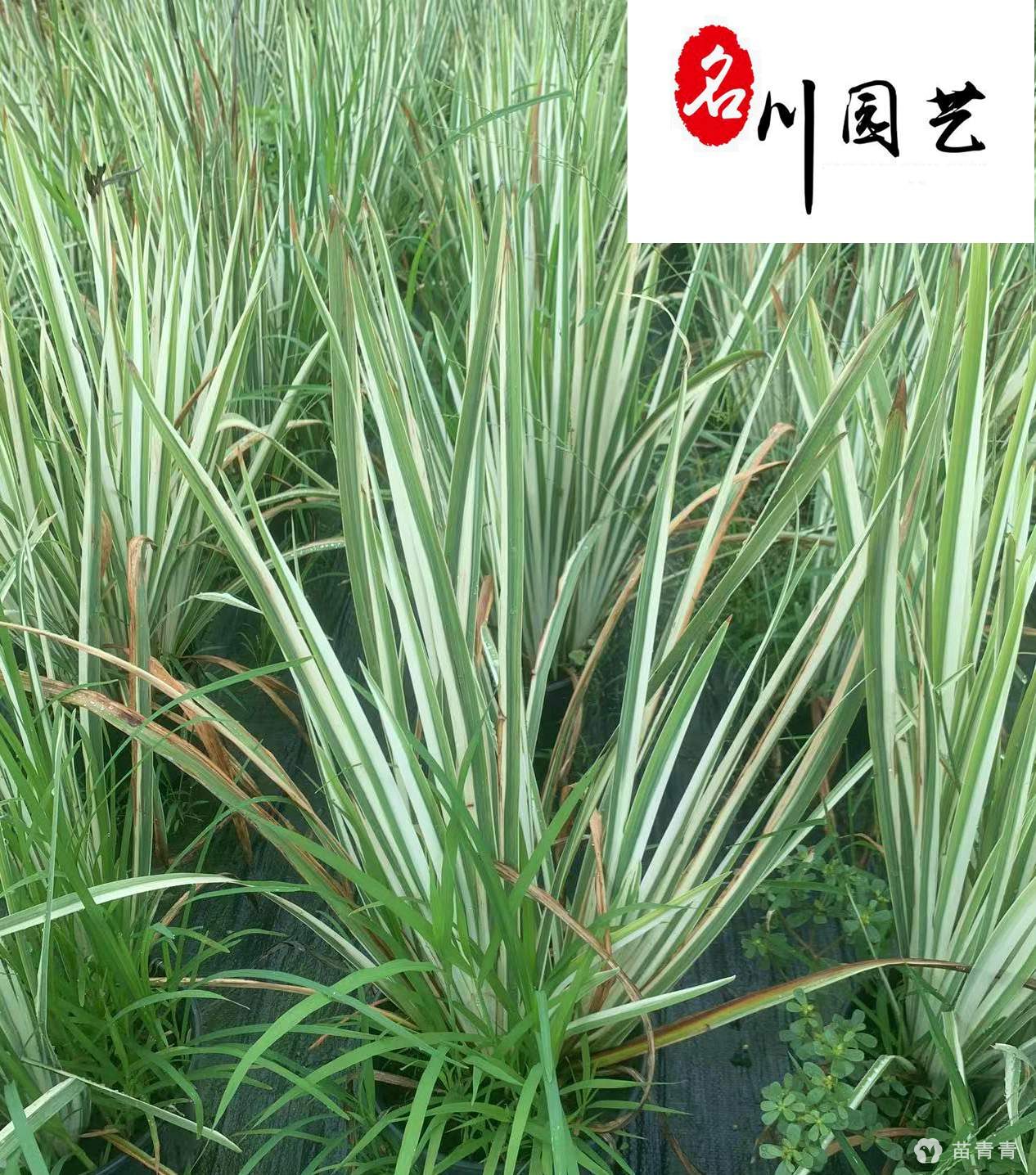 高35cm花叶玉蝉花_花叶玉蝉花_花叶玉蝉花价格_郫都区名川园艺场_苗