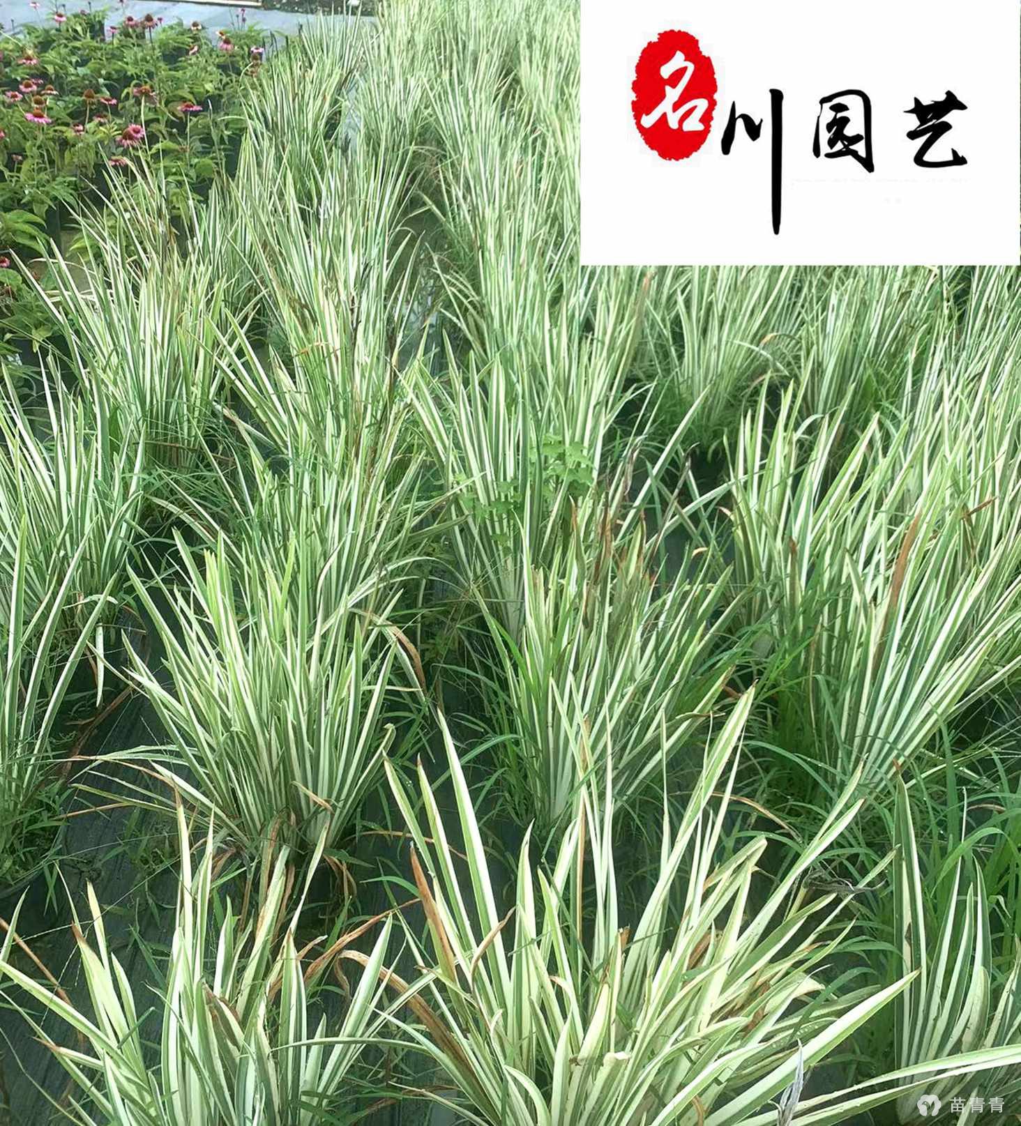 高35cm花叶玉蝉花_花叶玉蝉花_花叶玉蝉花价格_郫都区名川园艺场_苗