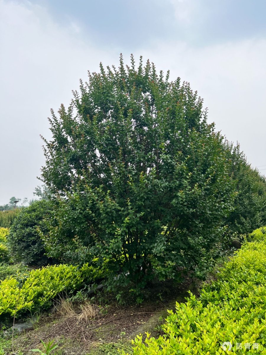 丛生紫薇价格/报价_四川成都高400cm丛生紫薇苗木价格1200.