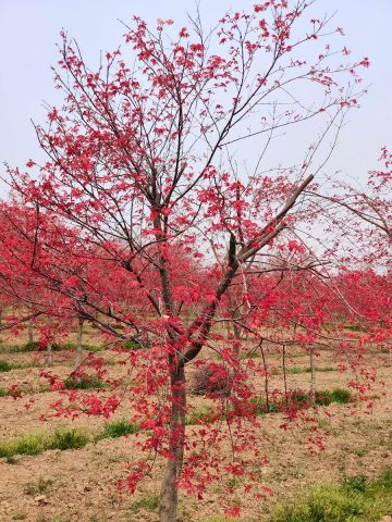 日本红枫图片